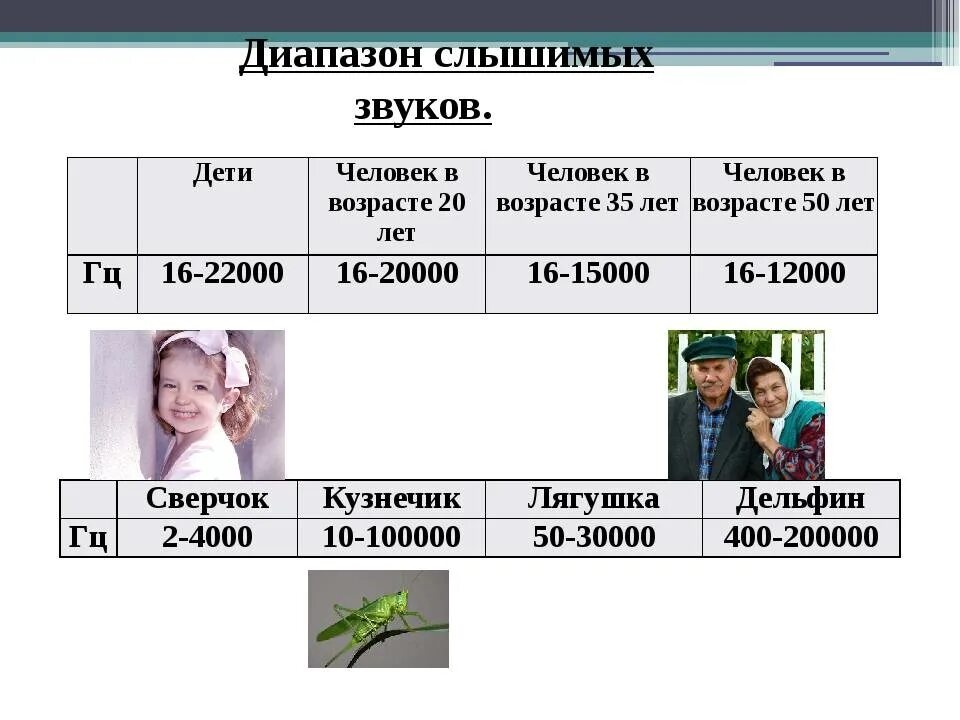 Гц слух