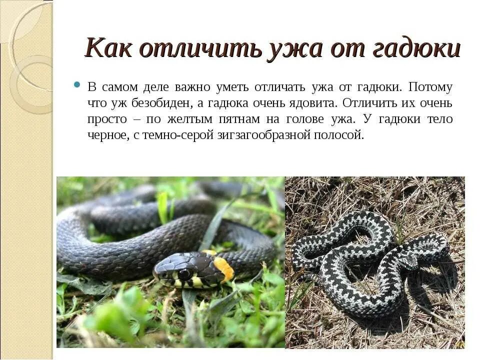 Перечень ядовитых змей