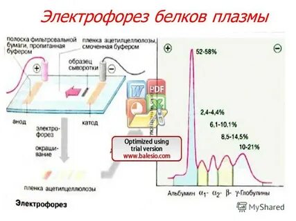 Электрофорез белков