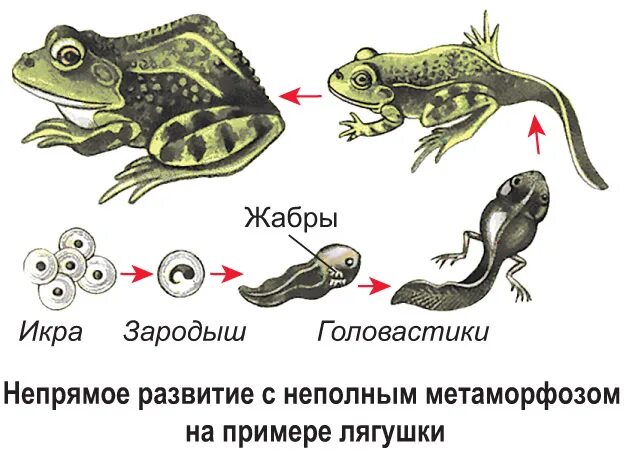 С чем связано развитие земноводных. Тип постэмбрионального развития лягушки. Этапы постэмбрионального развития лягушки. Цикл развития Озерной лягушки. Цикл развития земноводных.