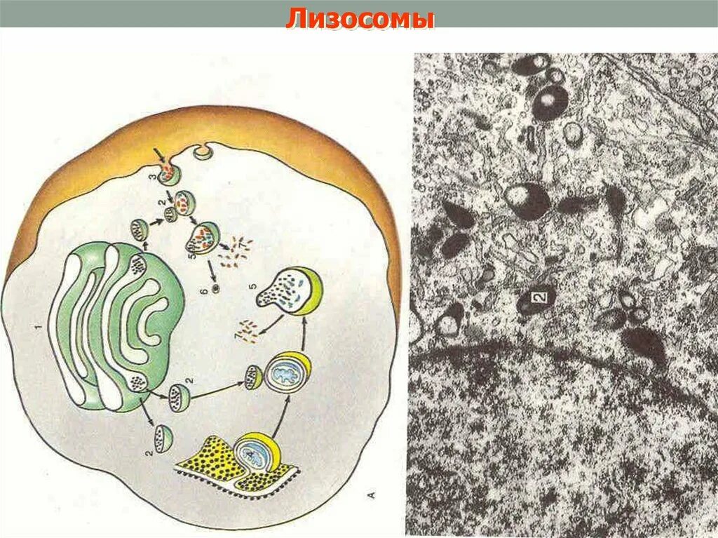 Лизосома. Лизосомы рисунок. Лизосомы строение. Рисунок лизосомы клетки. Лизосомы заполнены