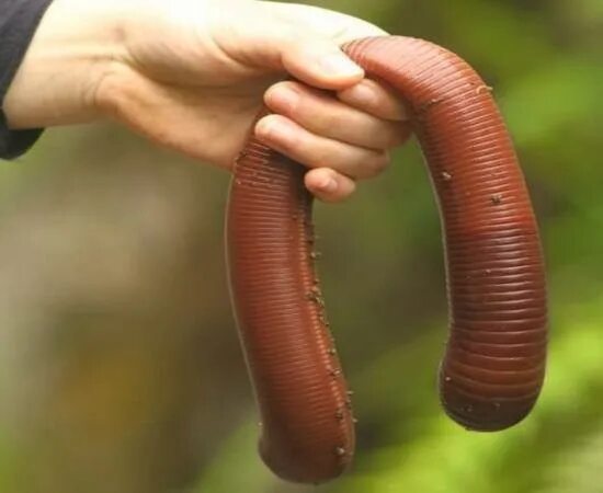Черви часть 2. Австралийский дождевой червь. Австралийский гигантский дождевой червь.