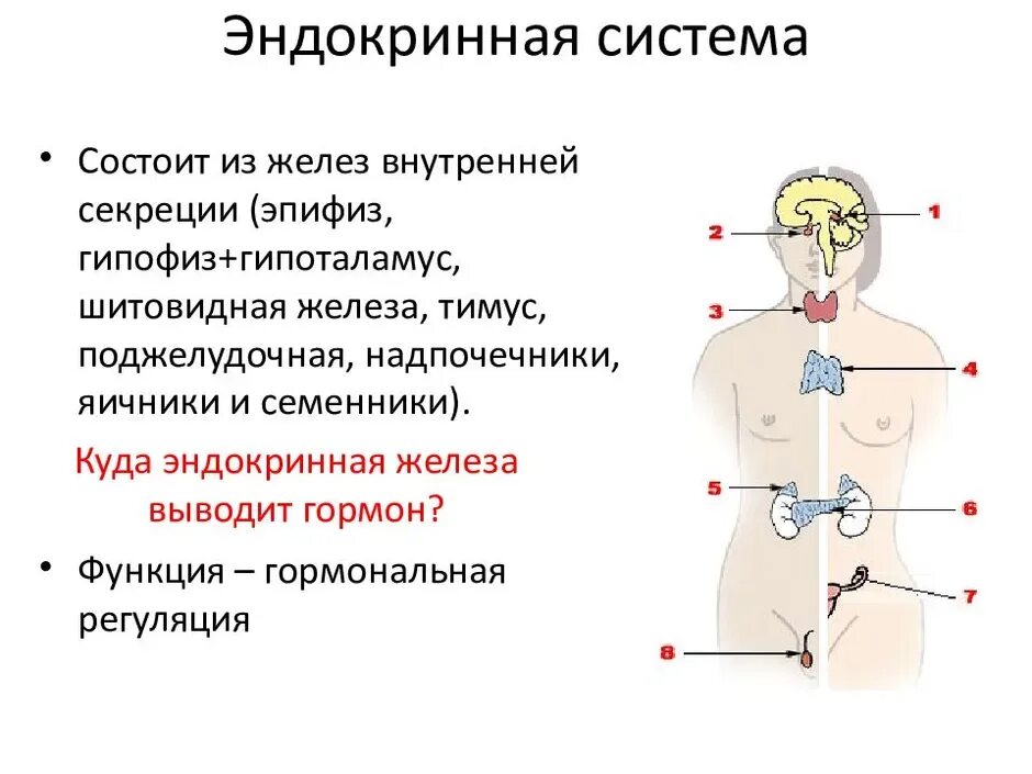 Рисунок эндокринной системы человека. .Система желез внутренней секреции. Функции. Перечислите железы внутренней секреции. Тимус железа внутренней секреции. Эндокринная система или железы внутренней секреции органы.