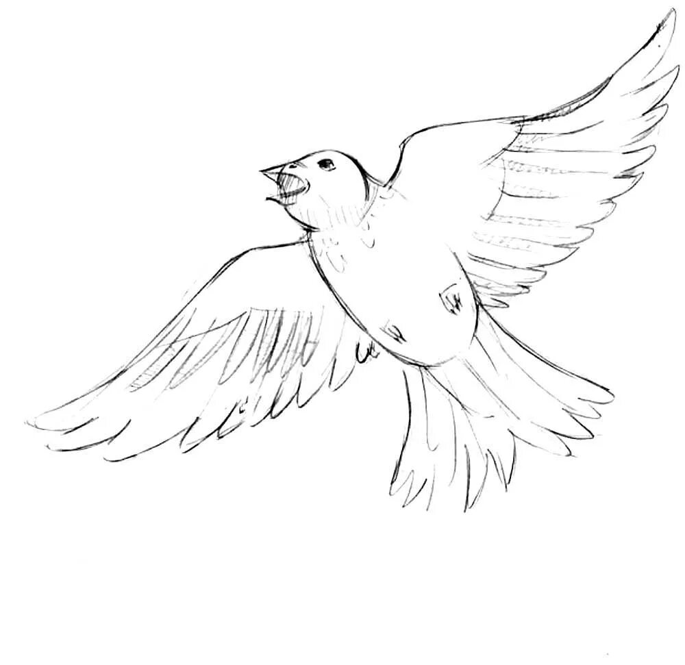 Рисунок птиц карандашом легкие. Птица рисунок. Жаворонок рисунок карандашом. Жаворонок рисунок для детей. Рисунки птиц для срисовки.