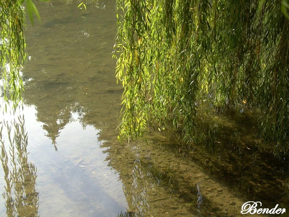 В прозрачной воде лесных речонок отражаются ивы