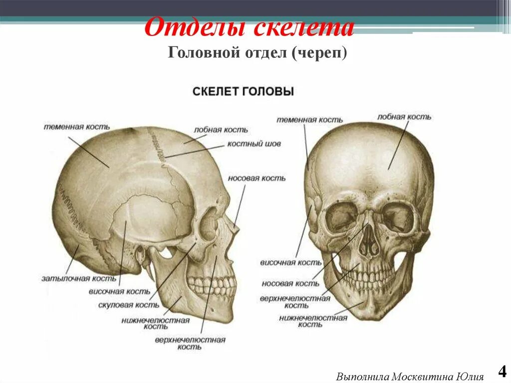 Лобная отдел скелета. Строение костей черепа анатомия. Череп строение анатомия кости. Черепные кости анатомия. Череп и кости черепа анатомия.