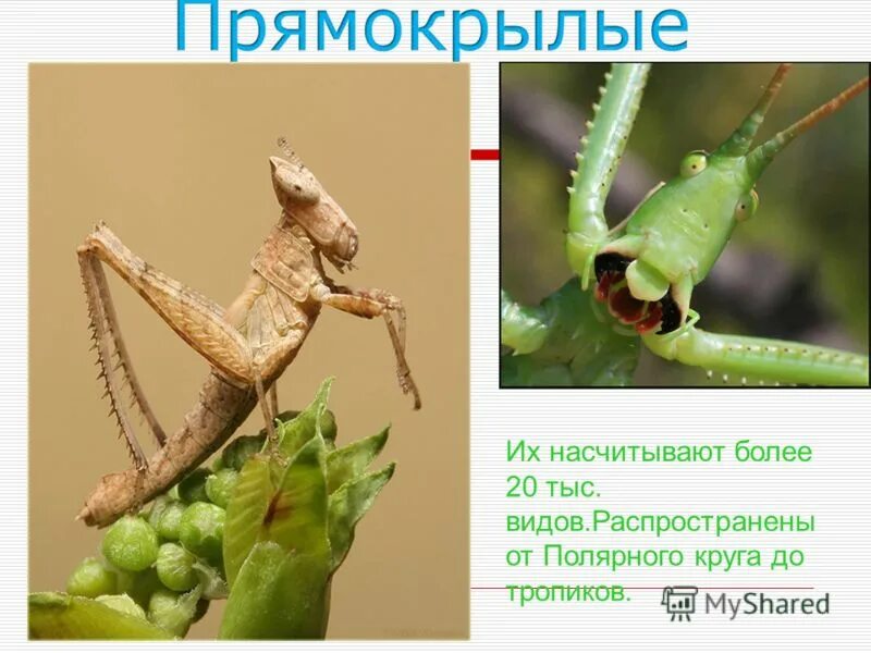 Сообщение на тему прямокрылые. Прямокрылые презентация. среда обитания прямокрылых насекомых. презентация по биологии прямокрылые. проект на тему прямокрылые.