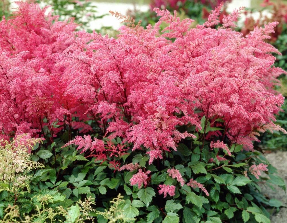 Астильба виды сорта. Астильба афродита. астильба younique carmine. астильба simplicifolia aphrodite. астильба простолистная.