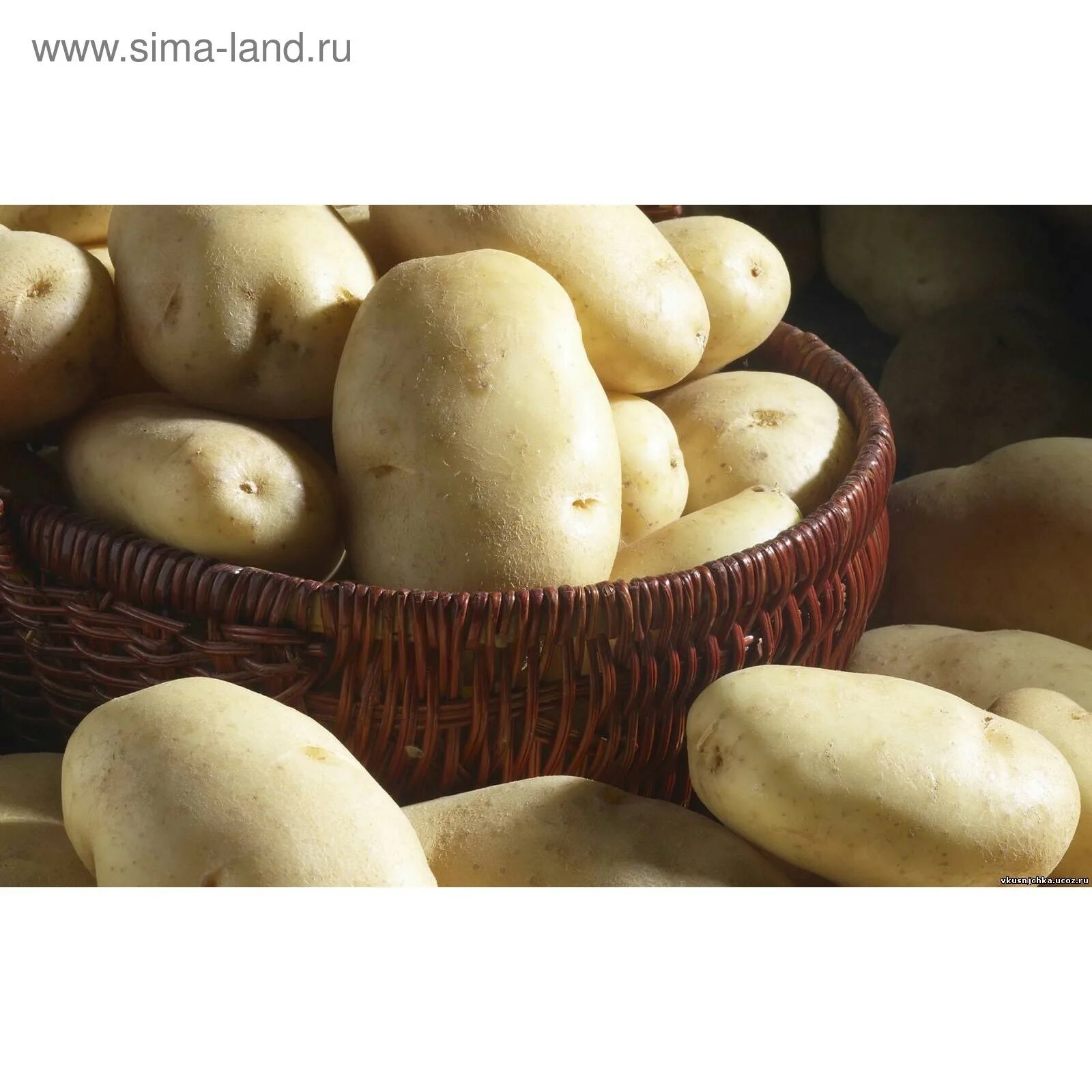 Семенной картофель в новгороде. Сорт картофеля крепыш. репродукция картофеля. картофель ажур. первая репродукция картофеля что это.