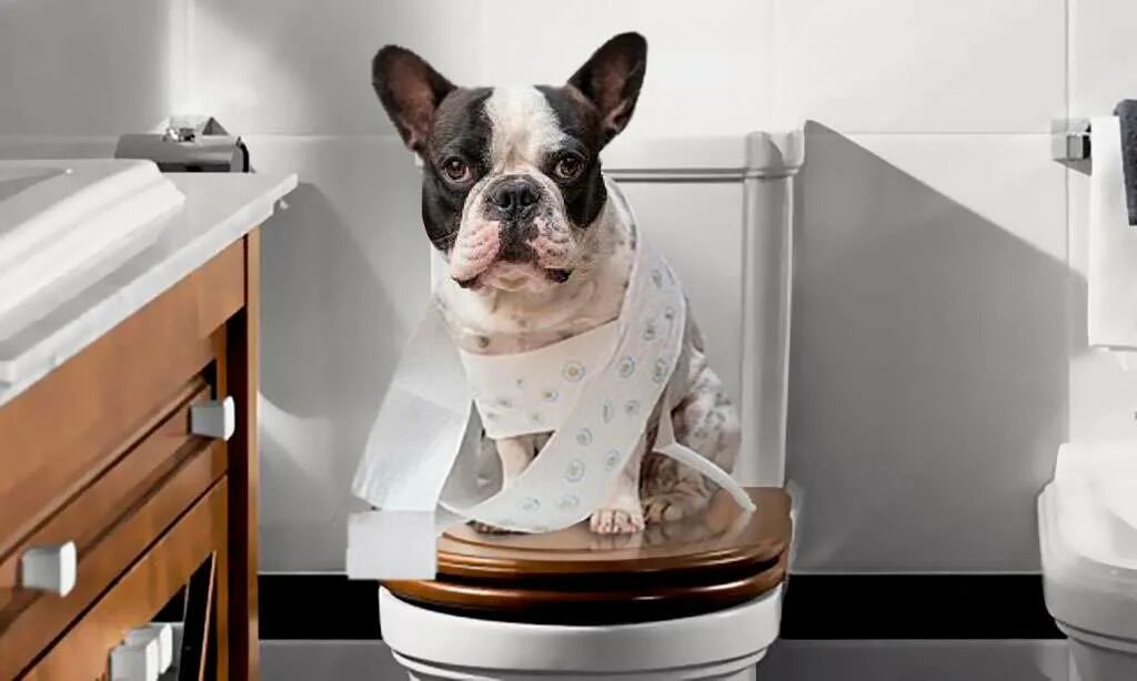 Хаски на унитазе. Унитаз для маленьких собак. Собачий унитаз. Почему собаки терпят в туалет. Мопс какает в лоток.