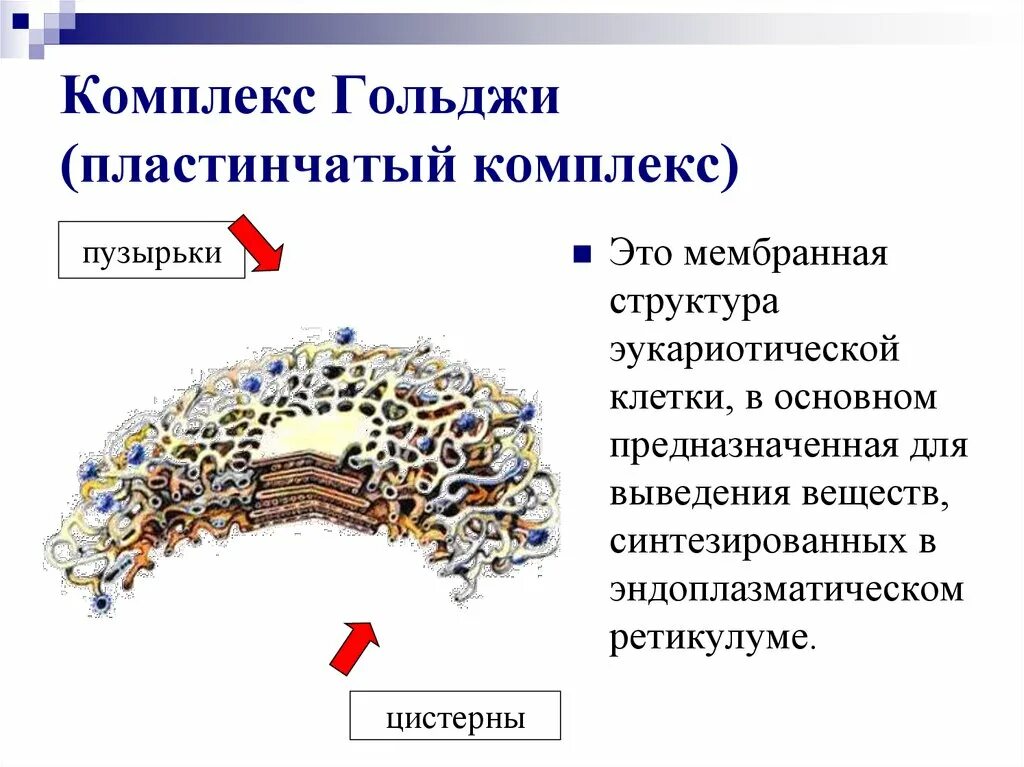 Комплекс Гольджи немембранные. Пластинчатый комплекс Гольджи строение. Функции пластинчатого комплекса (комплекса Гольджи). Пластинчатый комплекс