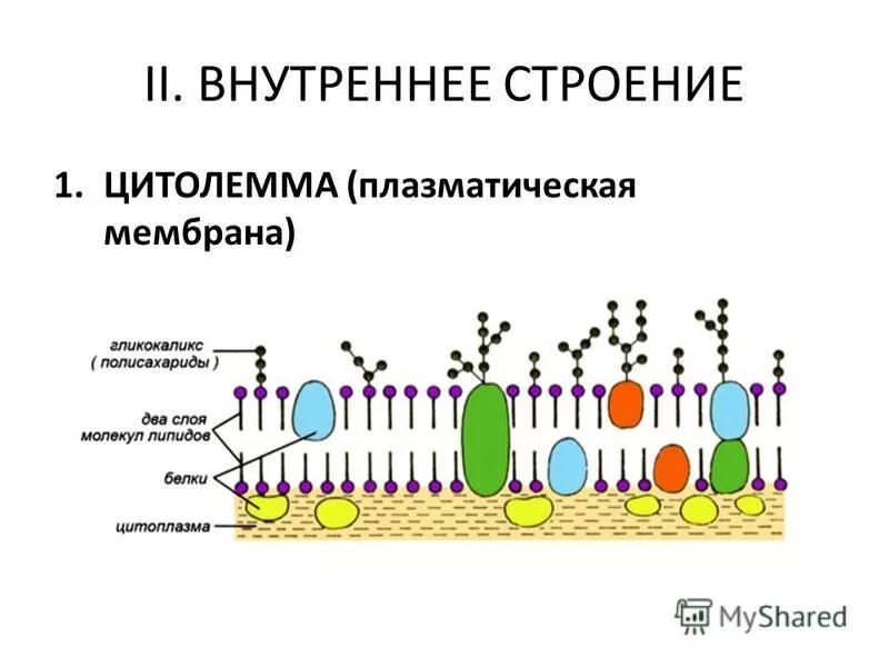 Строение и функции плазматической. Плазматическая мембрана плазмалемма. Клеточная мембрана плазмалемма. Функции плазматической мембраны схема. Клеточная мембрана гликокаликс.