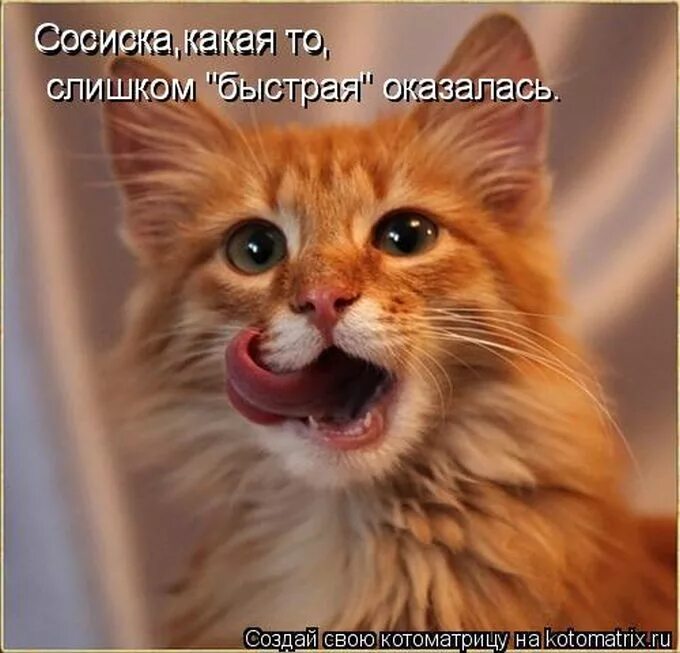 наглая рыжая морда. ах ты мемы. ты обиделась? спроси у своих курей. хитрый кот. наглая рыжая морда.