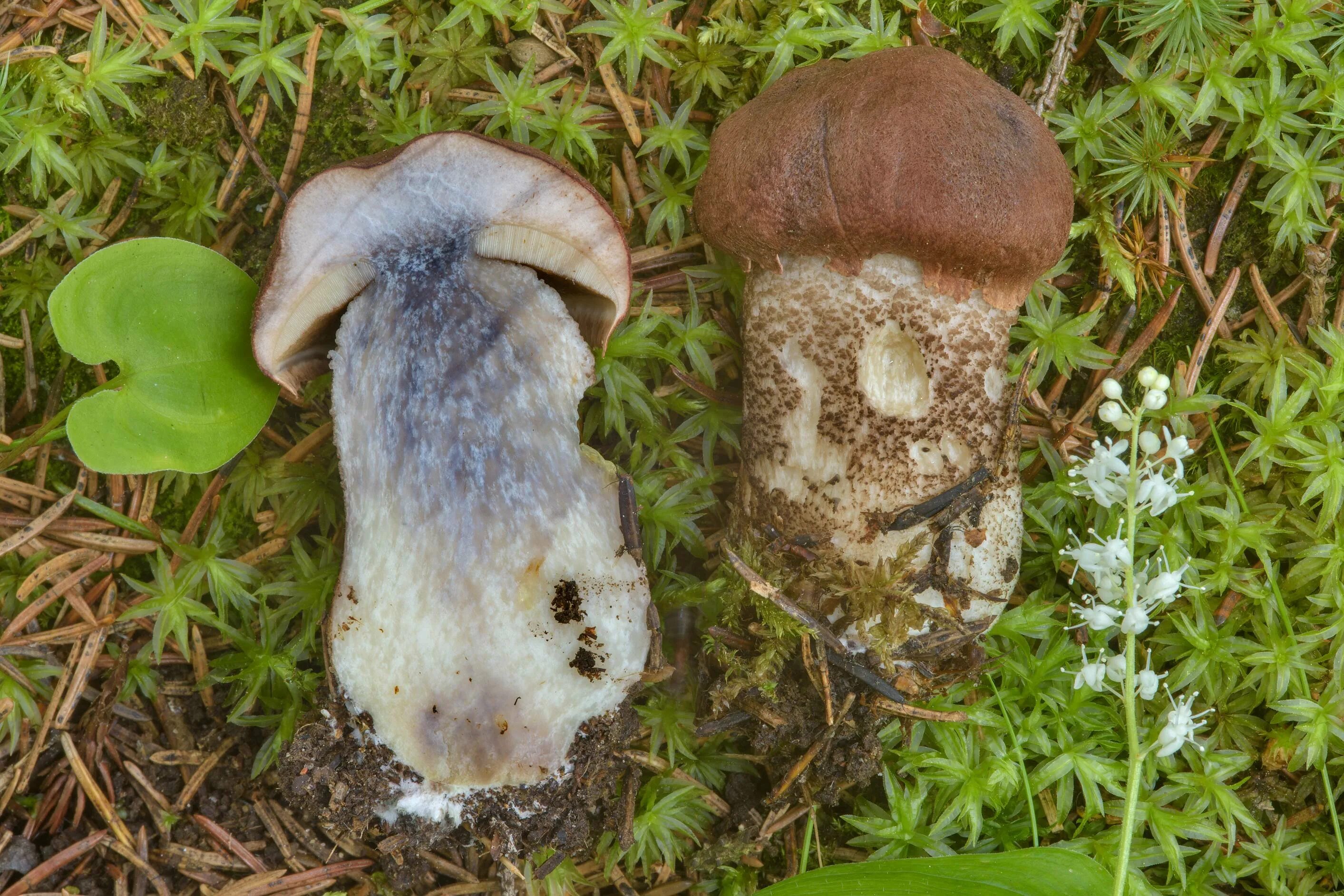 Leccinum vulpinum. Обабок окрашенноножковый. Подберезовик шляпка. Подосиновик шляпка. Подберезовик пластинчатый