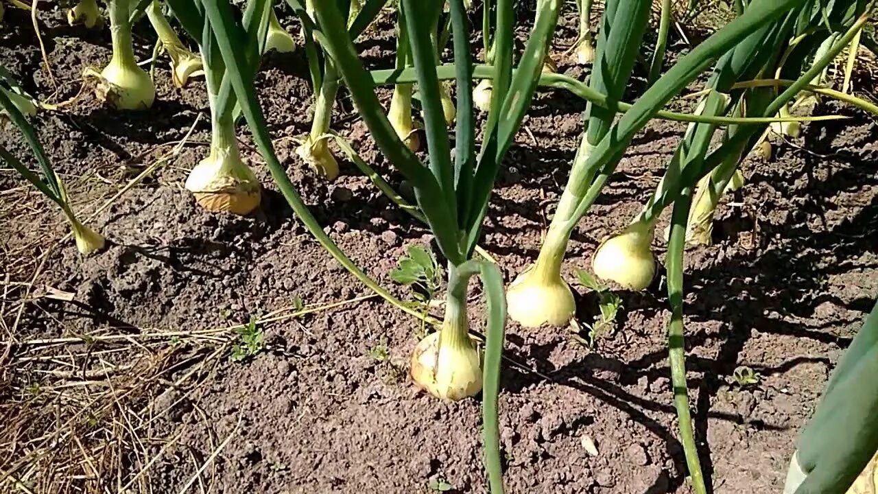 Лук весной. Лук Зимовой. Окучивать лук весенний. Почему не взошел лук