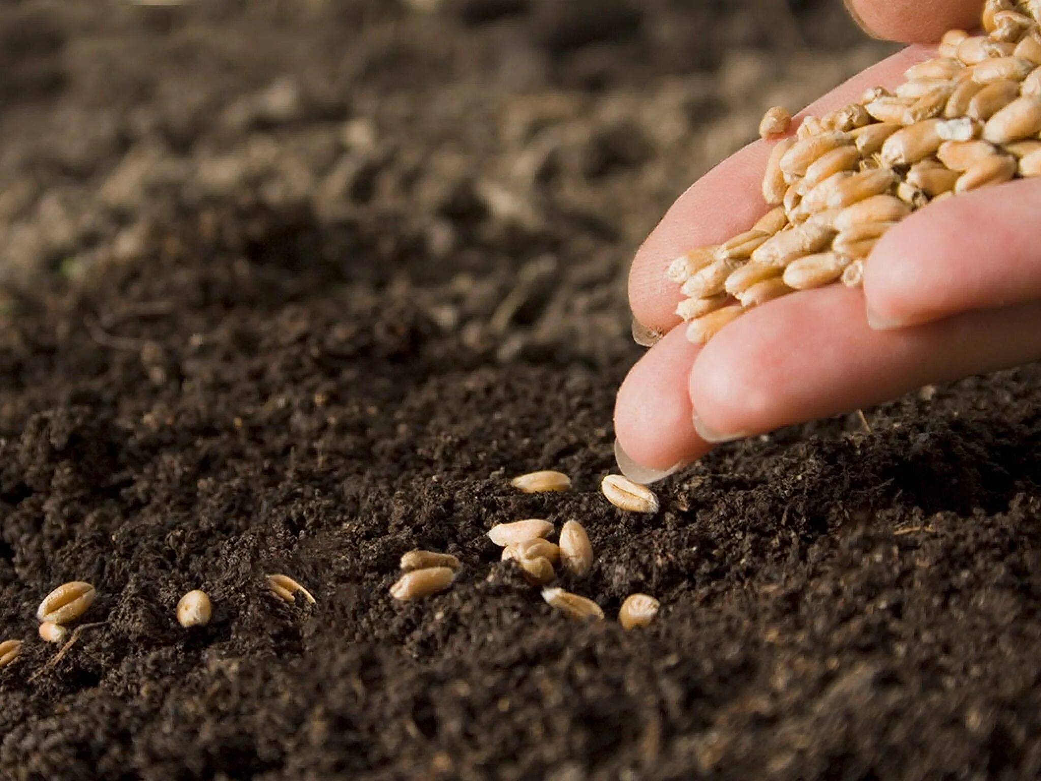 Посеешь пшеницу. Всходы озимой пшеницы. Зернышко пшеницы в земле. Посеешь пшеницу. Озимь всходы пшеницы посеянные.