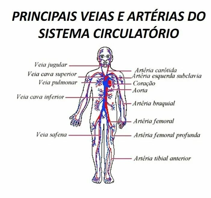 Воздух на латыни. Кровеносная система для детей. Артерия. Символы лимфатическая система. Кровеносная система человека 4 класс окружающий мир.