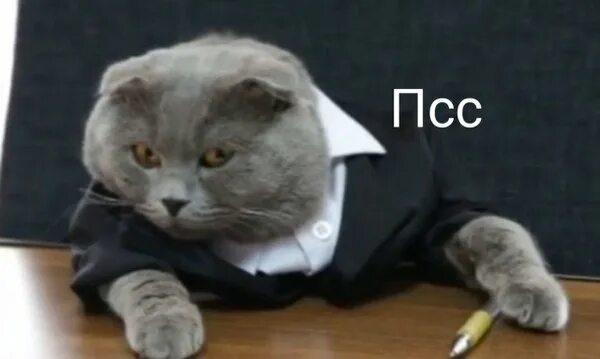 Кот с галстуком мем @MrMxyztplk tchncs