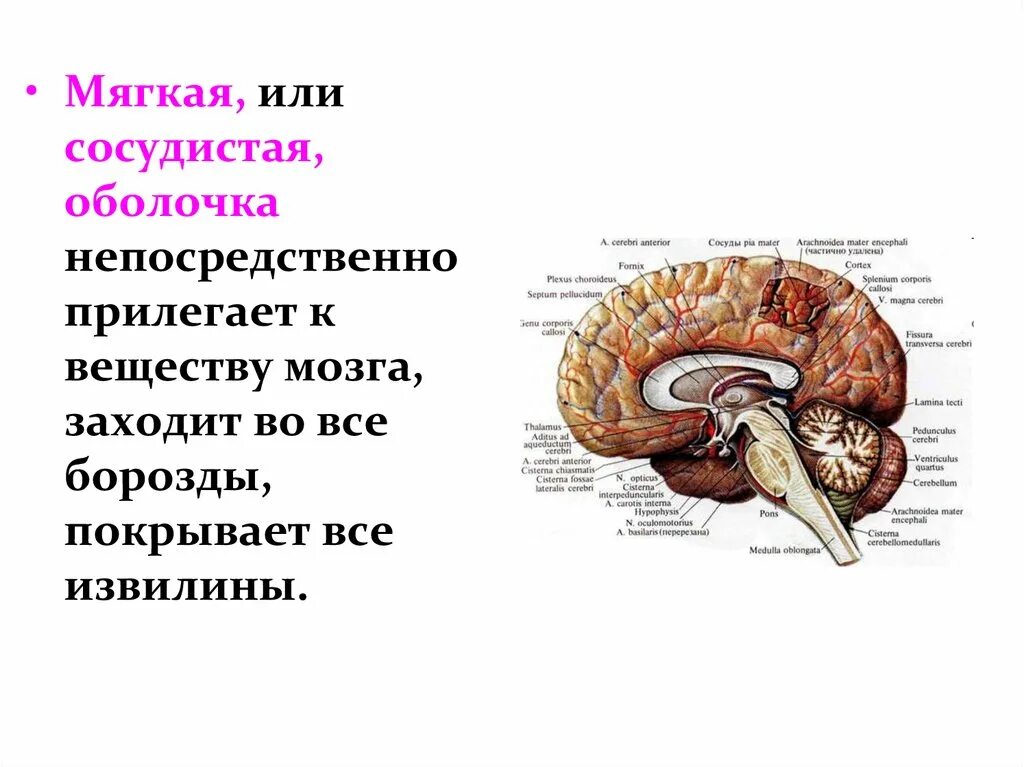 Сосудистая оболочка мозга. Анатомия и физиология головного мозга. Мягкая сосудистая оболочка мозга. Задний мозг. Непосредственно к веществу мозга прилежит оболочка.