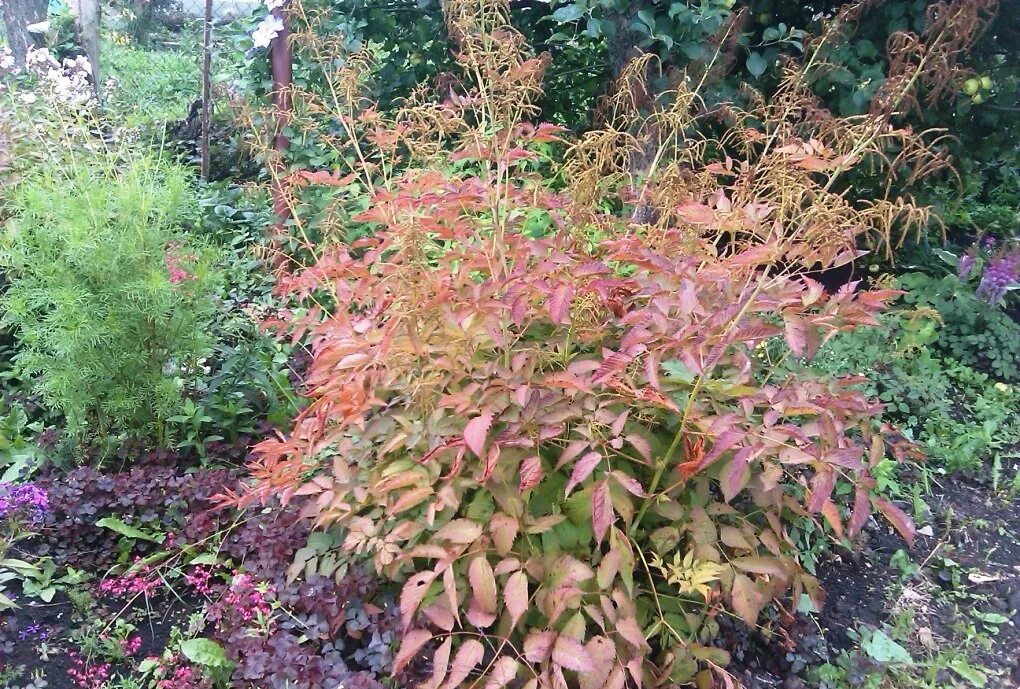 Астильба корень. Астильба уход весной после зимы. Компаньоны астильбы. Астильба уход весной после зимы. Пересадка астильбы.