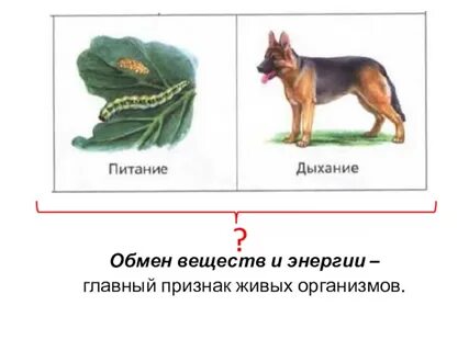 Обмен веществ свойство живого примеры