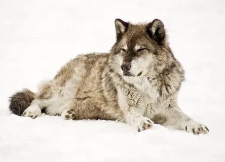 Wolves кавер