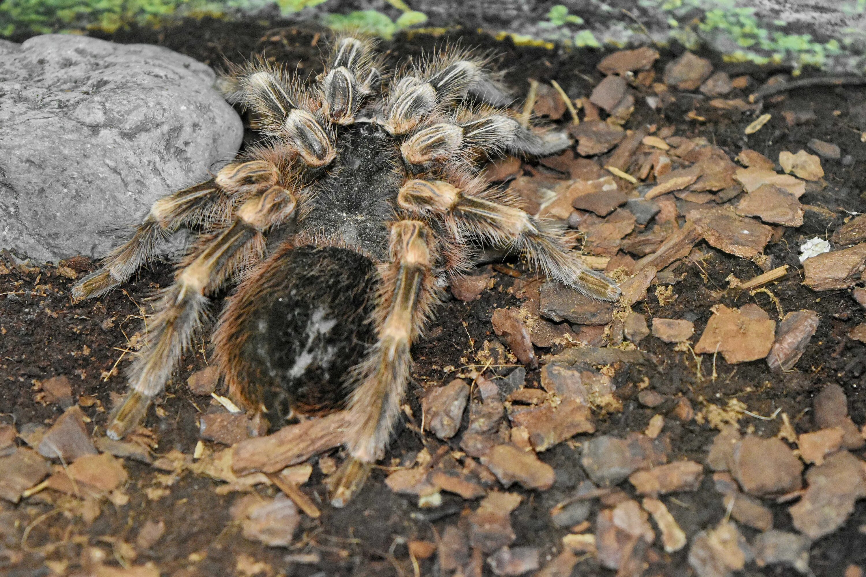 Ceratogyrus brachycephalus. Цератогирус маршали. Ceratogyrus brachycephalus самка. Сеrаtоgyrus mаrshаlli паук. Беспозвоночные пауки