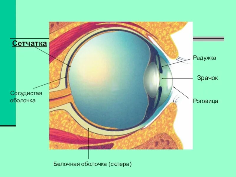 Функции оболочки глаза сетчатка. Белочная оболочка и сетчатка. Сетчатка сосудистая белочная оболочки глазного. Оболочки глаза 1) белочная 2) сосудистая 3) сетчатка. Строение белочной оболочки глаза биология.