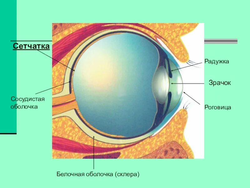 Рассмотрите белочную оболочку определите ее цвет. Белочная оболочка и сетчатка. Сетчатка сосудистая белочная оболочки глазного. Оболочки глаза 1) белочная 2) сосудистая 3) сетчатка. Строение белочной оболочки глаза биология.