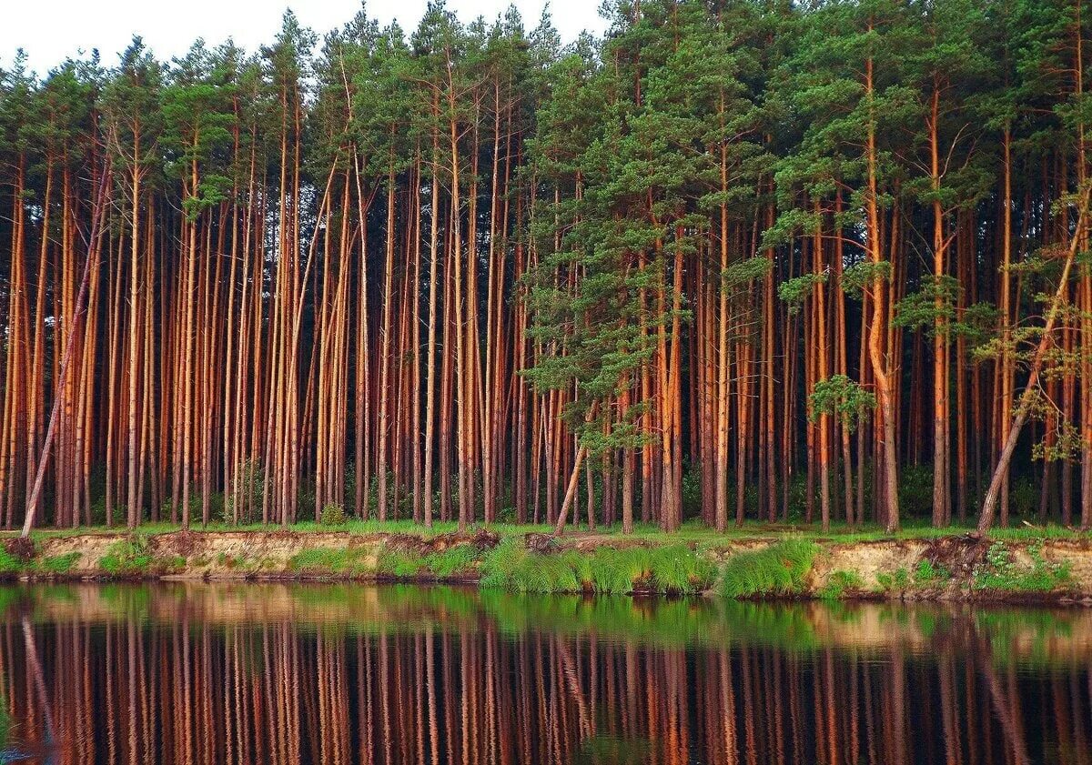 Самая живописная природа в россии. Окский заповедник река пра. Цнинский Лесной массив. Мещерские леса река пра. Мещеры Московская область лес.