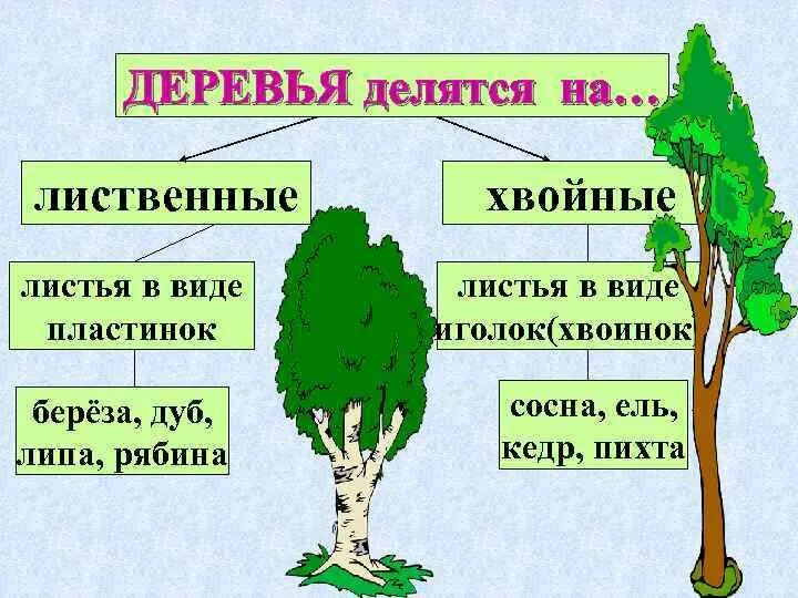 Лиственные деревья делятся на. У лиственных деревьев листья в виде пластинок. Хвойные и лиственные деревья задания. Деревья с листьями в виде пластинок. Текст лиственные растения