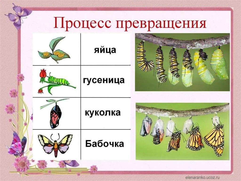 Куколка превращается. Гусеница куколка бабочка процесс. превращение гусеницы в бабочку. перевоплощение гусеницы в бабочку. превращение куколки в бабочку.