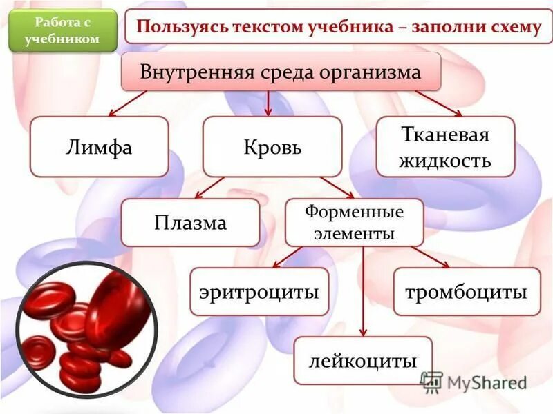 респираторная функция крови. характеристика внешнего и внутреннего дыхания. дыхательная функция внутренней среды. дыхательная функция легких. дыхательная функция внутренней среды.