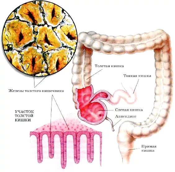 Функции слизистой кишечника. Железы слизистой толстой кишки. Рисунок стенки Толстого кишечника. Строение толстой кишки. Строение Толстого кишечника анатомия.