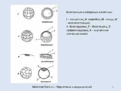 Какой процесс в цикле развития ланцетника