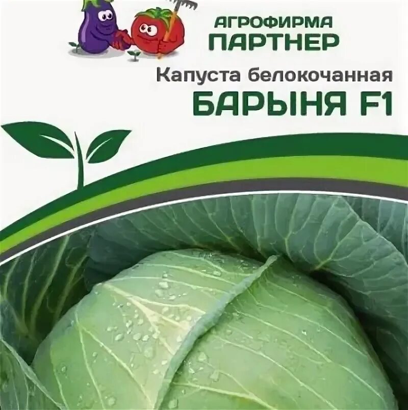 Сорт капусты барыня