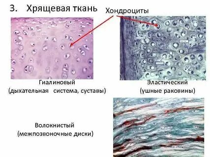 Из какой ткани состоит хрящ и кость