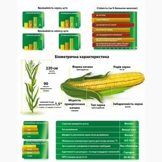 Температура роста кукурузы