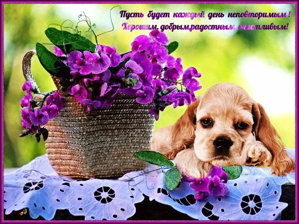 Лучшие красивые картинки с добрыми пожеланиями. Добрые пожелания на каждый день. Открытки на каждый день. Красивые собаки. Щенок открытка хорошего дня.
