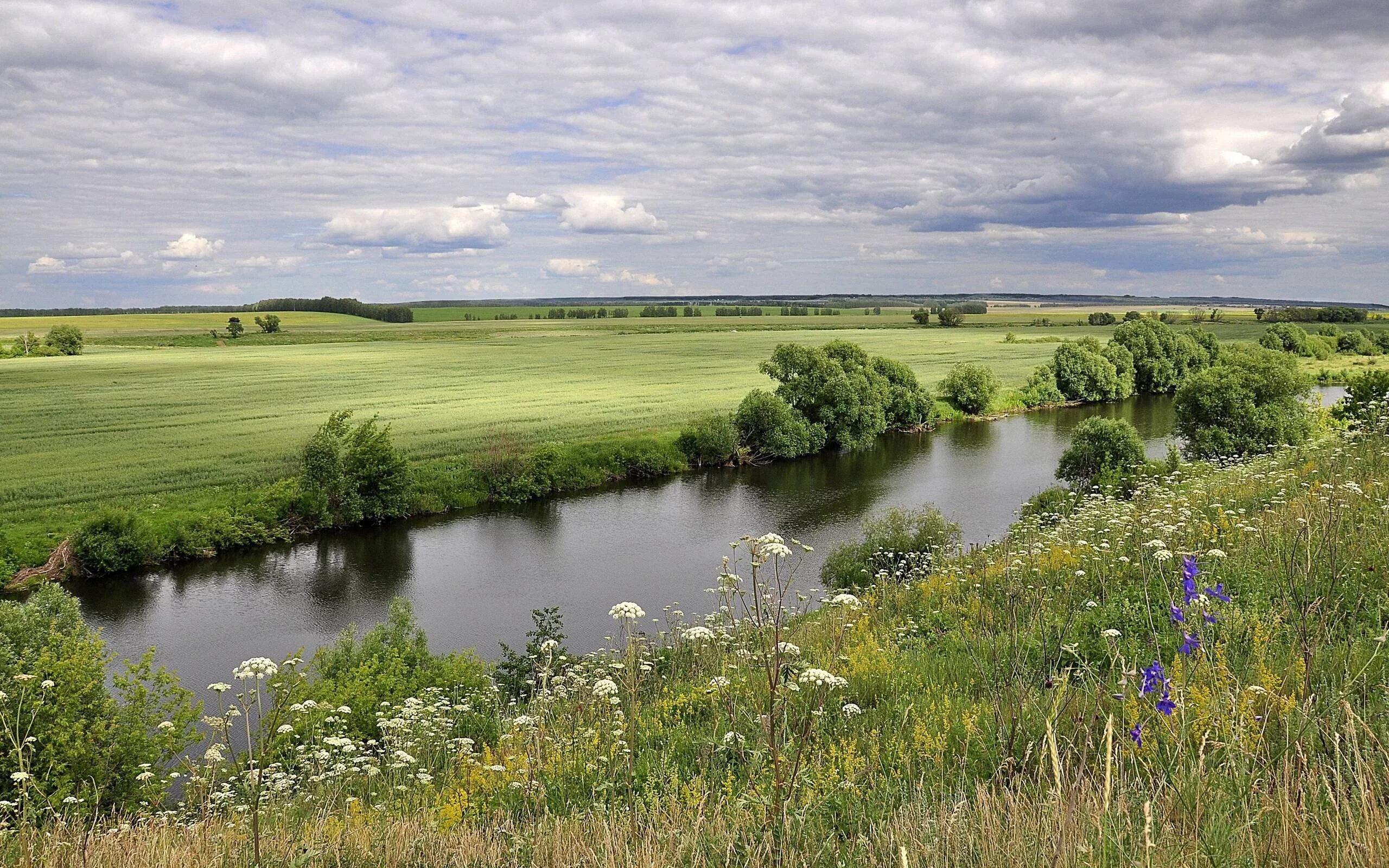 тюльпаны степные калмыкия калмыкия. сгэу самара озеро. камыши алтайский край. и пруды и степи ожили. и пруды и степи ожили.