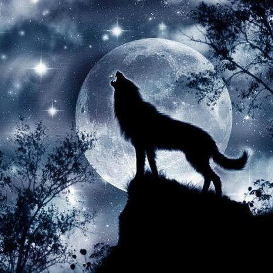 Одинокая волчица ночью. Волк и Луна. Волк воет на луну. Одинокий волк. Волк ночь Луна.