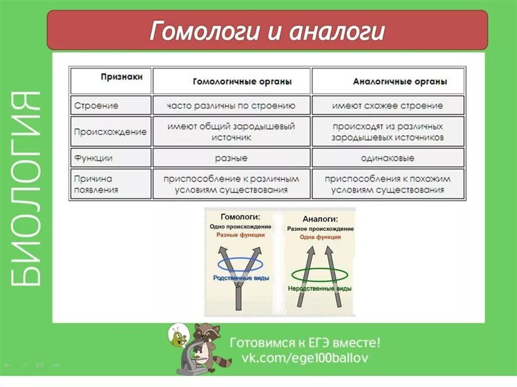 Аналогичные условия это. Гомологичные и аналогичные органы. Гомологи и аналоги. Аналогичные и гомологичные органы таблица. Аналогичные органы примеры.