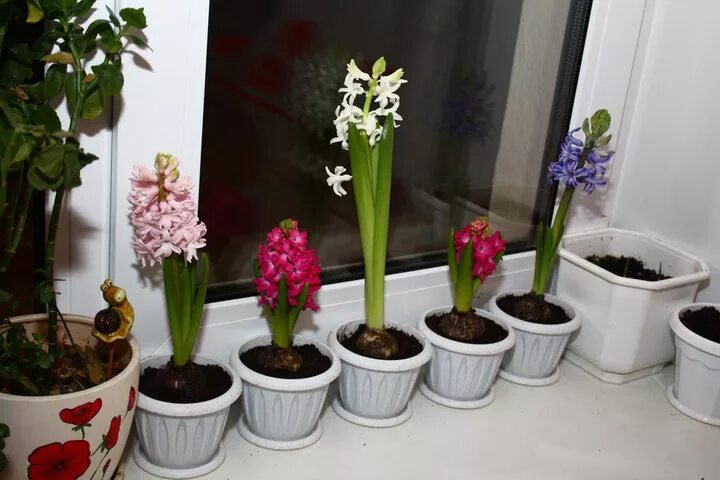 Луковичный цветок гиацинт. Луковица гиацинта. Гиацинт пересаживание. Как пересадить гиацинт купленный. Как пересадить гиацинт купленный.