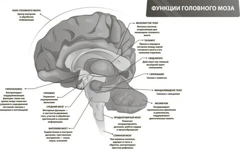Пола мозга