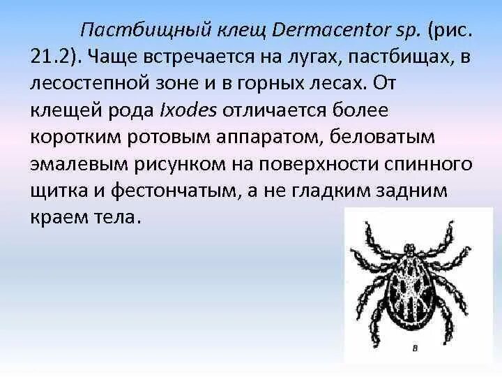 Иксодовые клещи заболевание. Клещи рода Дермацентор. Dermacentor marginatus пастбищный клещ. Пастбищный клещ (клещи рода Dermacentor). Иксодовый клещ Dermacentor.