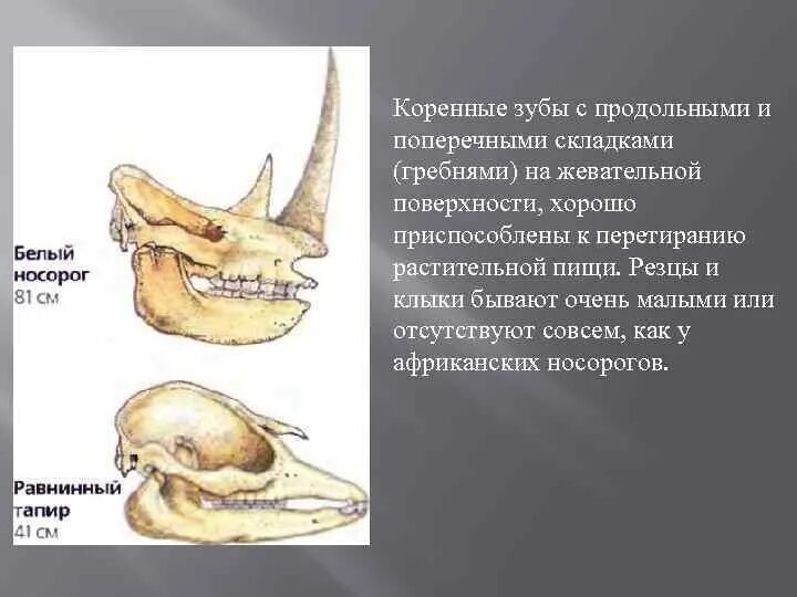 Особенности зубной системы парнокопытных. Зубная система отряд парнокопытные. Отряд непарнокопытные зубная формула. Зубные формулы жвачных парнокопытных. Непарнокопытные строение зубов.