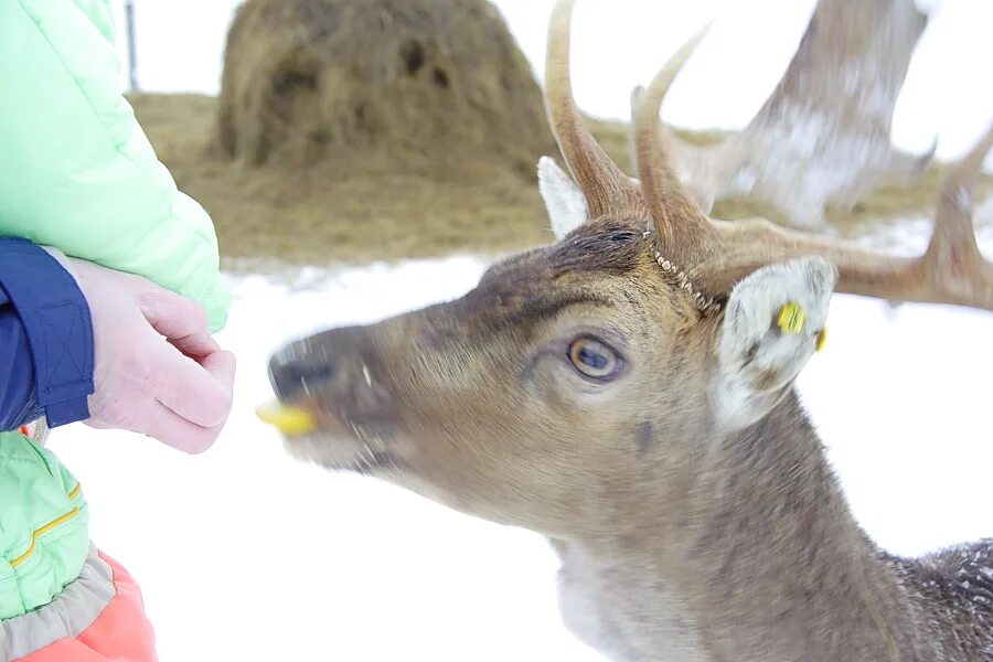 Оленья ферма южно сахалинск. Оленья ферма южно сахалинск. Ферма оленей. Оленья ферма в анциферово. Олений парк сахалин.