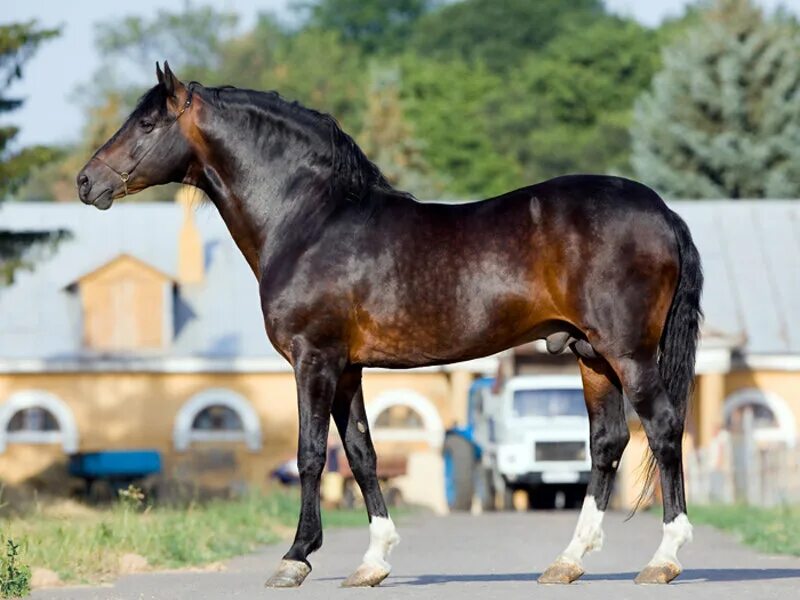 Гнедая тракененская кобыла. Караковая гнедая лошадь. Караковый хорс. Коне тоне. Каурая лошадь саврасой масти.