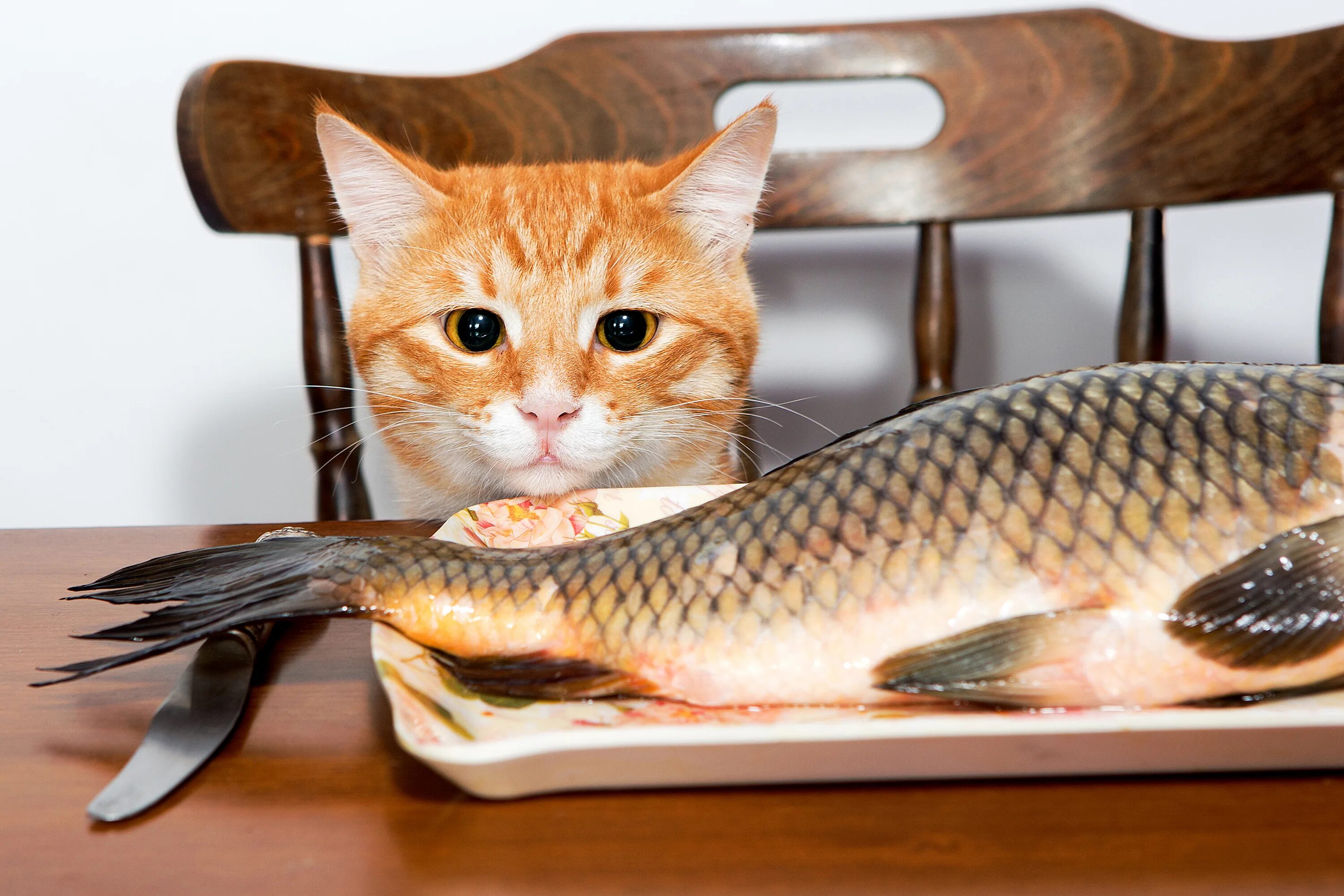 Кот с рыбой. Котенок и рыба. Рыжий кот с рыбой. Рыбки для кошек. Видеть во сне рыба ест рыбу