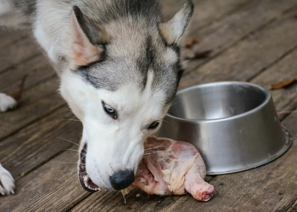 Можно ли собаке давать курицу. Питание Сибирский хаски. Каша для хаски. Рацион хаски.